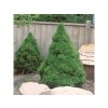 Smrek biely Conica 15-25cm - Picea glauca, kont. 2 l