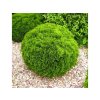 Tuja západná Danica 10-20cm - Thuja occidentalis, kont. 2 l