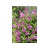 Trvalky Budleja dávidova Butterfly Candy Little Pink(5)