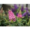 Trvalky Budleja dávidova Butterfly Candy Little Pink(8)