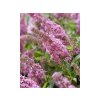 Trvalky Budleja dávidova Butterfly Candy Little Pink(4)