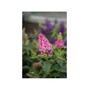 Trvalky Budleja dávidova Butterfly Candy Little Pink(3)