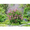 Trvalky Budleja dávidova Butterfly Candy Little Pink(9)
