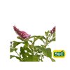 Trvalky Budleja dávidova Butterfly Candy Little Pink(2)