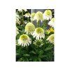 Trvalky Echinacea purpurová Delicious Nougat(1)