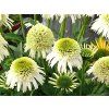 Trvalky Echinacea purpurová Delicious Nougat
