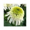 Trvalky Echinacea purpurová Delicious Nougat(3)