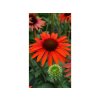 Trvalky Echinacea purpurová Hot Lava(3)