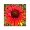 Trvalky Echinacea purpurová Hot Lava(2)