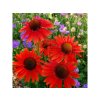 Trvalky Echinacea purpurová Hot Lava(1)