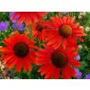 Trvalky Echinacea purpurová Hot Lava