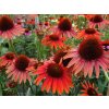 Trvalky Echinacea purpurová Hot Lava(4)