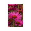 Trvalky Echinacea purpurová JS Roho(2)