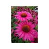 Trvalky Echinacea purpurová JS Roho(1)