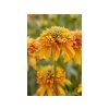 Trvalky Echinacea purpurová Marmalade(2)