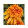 Trvalky Echinacea purpurová Marmalade(1)