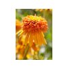 Trvalky Echinacea purpurová Marmalade(3)