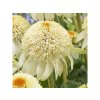 Trvalky Echinacea purpurová Milkshake(2)