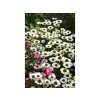 Trvalky Echinacea purpurová Virgin(2)