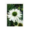 Trvalky Echinacea purpurová Virgin(1)