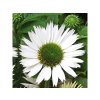 Trvalky Echinacea purpurová Virgin(3)