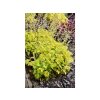 Trvalky Heuchera Lime Rickey(3)