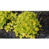 Trvalky Heuchera Lime Rickey(4)