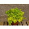 Trvalky Heuchera Lime Rickey