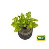 Trvalky Heuchera Lime Rickey(1)