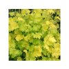 Trvalky Heuchera Lime Rickey(2)