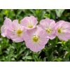 Trvalky Pupalka Siskiyou Pink(2)