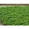 Pachysandra vrcholová Green Sheen(1)