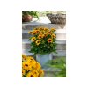 Trvalky Rudbekia Littlebeckia Pirouette(4)