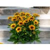 Trvalky Rudbekia Littlebeckia Pirouette(7)