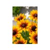 Trvalky Rudbekia Littlebeckia Pirouette(3)