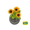 Trvalky Rudbekia Littlebeckia Pirouette(2)
