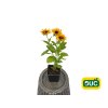 Trvalky Rudbekia Littlebeckia Pirouette(1)
