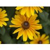 Trvalky Rudbekia SmileyZ Cheerful(5)