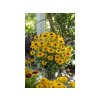Trvalky Rudbekia SmileyZ Cheerful(4)