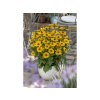 Trvalky Rudbekia SmileyZ Cheerful(3)