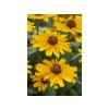 Trvalky Rudbekia SmileyZ Cheerful(6)