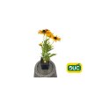 Trvalky Rudbekia SmileyZ Grace(2)