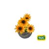 Trvalky Rudbekia SmileyZ Grace(1)