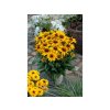 Trvalky Rudbekia SmileyZ Grace(4)