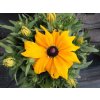 Trvalky Rudbekia Sunbeckia Paulina(3)