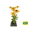 Trvalky Rudbekia Sunbeckia Paulina(2)