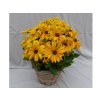 Trvalky Rudbekia Sunbeckia Paulina(5)