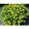 Trvalky Rozchodník floriferum(4)