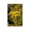 Trvalky Rozchodník floriferum(3)