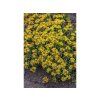 Trvalky Rozchodník floriferum(2)